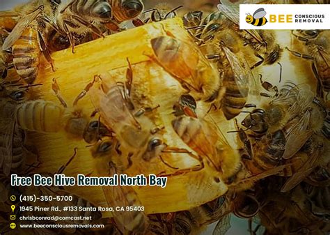 free bee hive removal